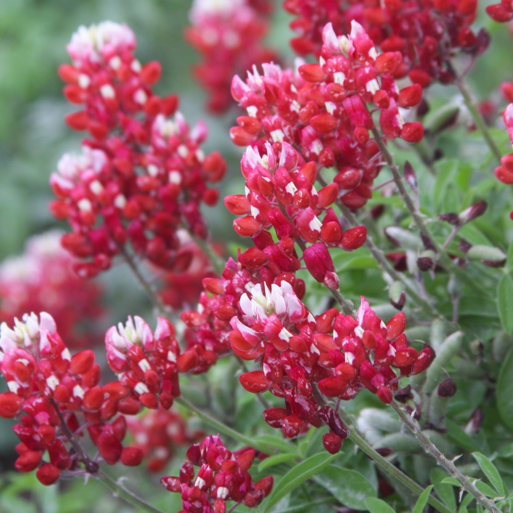 TEXAS MAROON BLUEBONNETS