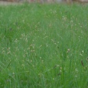 HABITURF NATIVE LAWN MIX