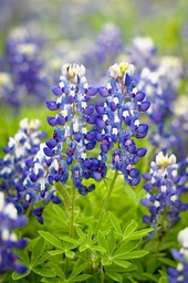 [FLTBB-WEBSITE] TEXAS BLUEBONNETS