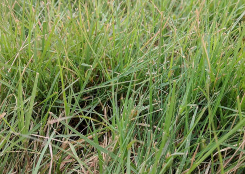 Forage and Pasture Seed | Douglass King Seeds