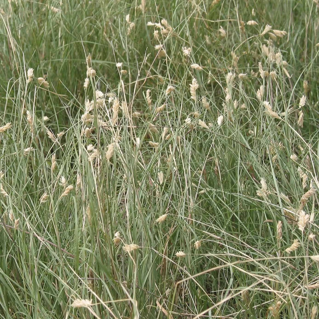 List 104+ Pictures images of buffalo grass Sharp