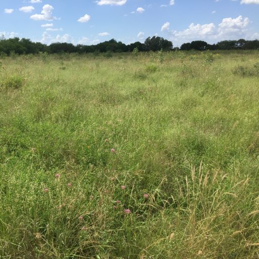 SOUTH TEXAS NATIVE GRASS SEED MIX | Douglass King Seeds