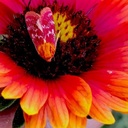 FUEGO GERMPLASM INDIAN BLANKET (PACKET)