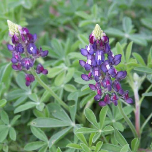 PURPLE HEART BLUEBONNETS