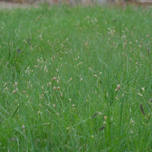 HABITURF NATIVE LAWN MIX