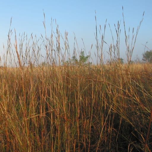 KING'S NATIVE GRASS MIX