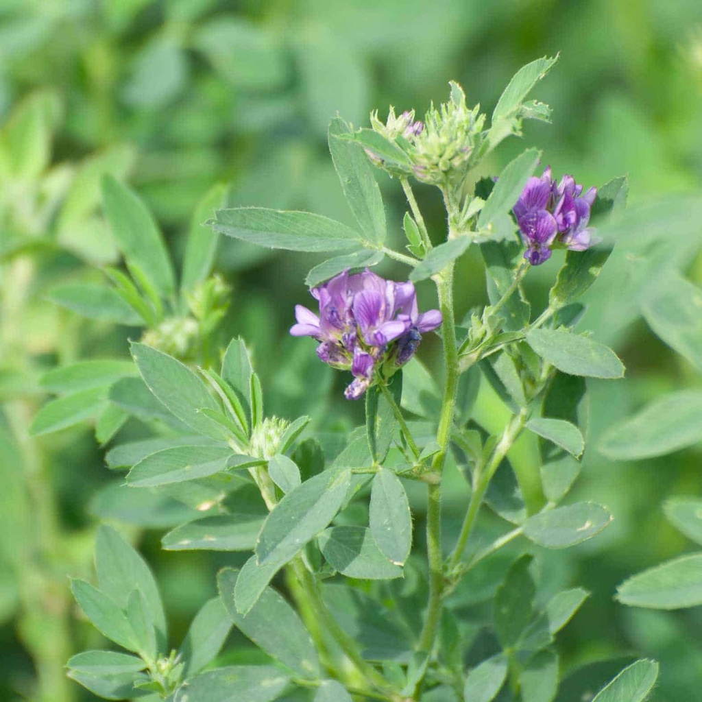 CUF 101 ALFALFA - INOCULATED