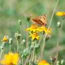 GOLIAD ORANGE ZEXMENIA (PACKET)