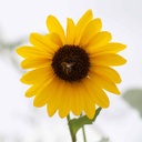 NATIVE SUNFLOWER