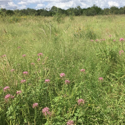 ZAPATA RIO GRANDE CLAMMYWEED