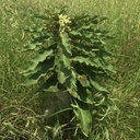 ZIZOTES MILKWEED (PACKET)