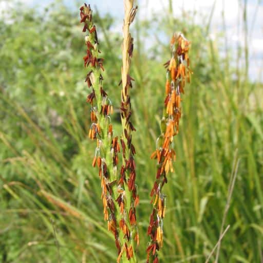 EASTERN GAMAGRASS