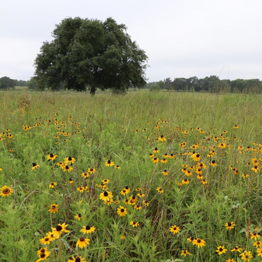 BLACK EYED SUSAN (PACKET)