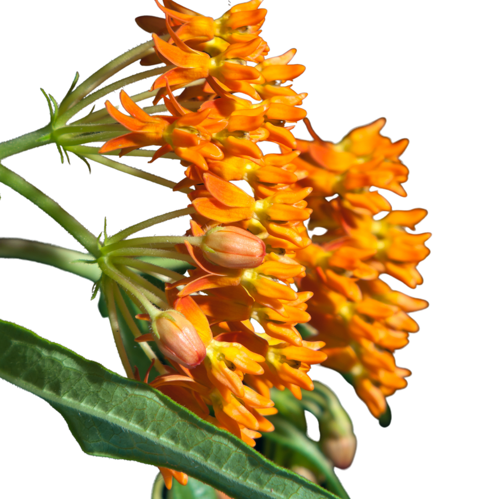 BUTTERFLY MILKWEED (PACKET)