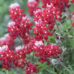 [FLTMBB-WEBSITE] TEXAS MAROON BLUEBONNETS