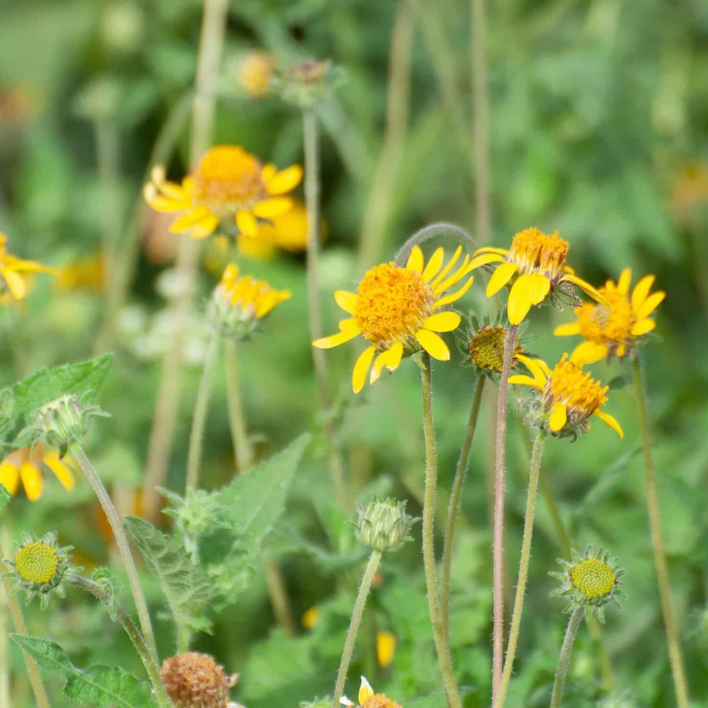 Yellow Sunflower Bush