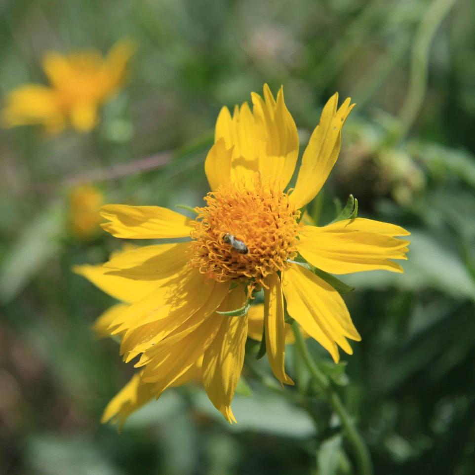 COWPEN DAISY | Douglass King Seeds